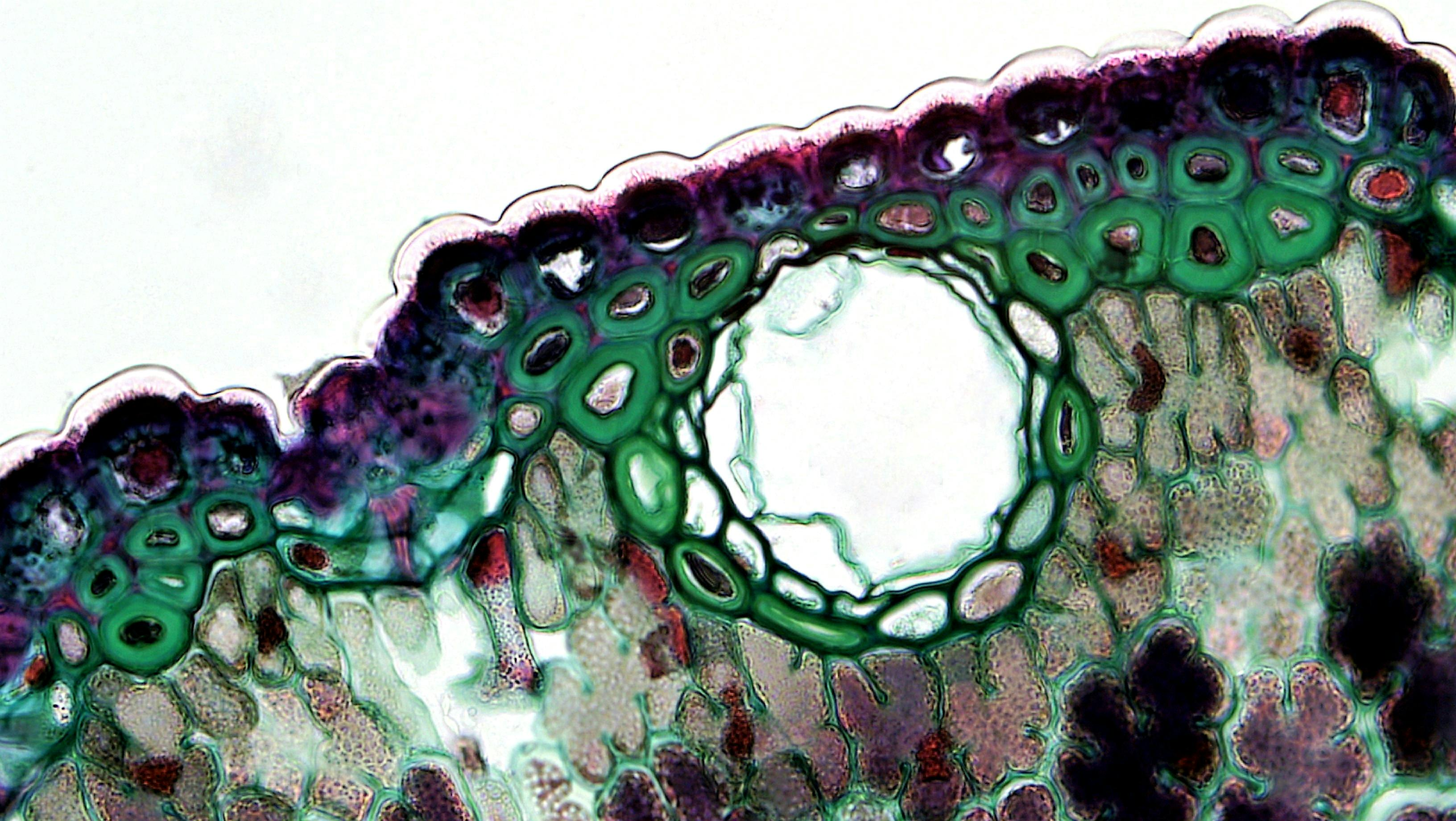 microscope-cells